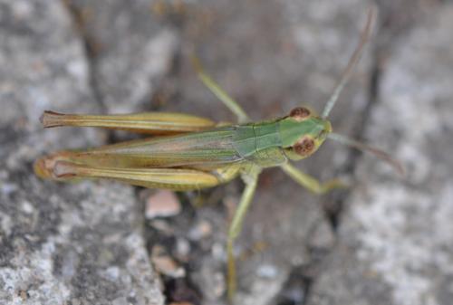 Réf. 308 326 : Pseudochorthippus parallelus parallelus
